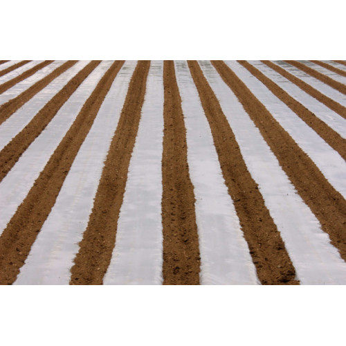 Mulching Film for Carrots 1700mm x 500m 30 microns for 1 year Transparent Mulching Film for Carrots 1700mm x 500m 30 microns for 1 year Transparent